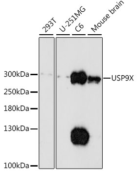 Anti-USP9X Antibody (CAB16307)