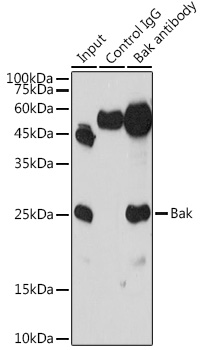 Anti-Bak Antibody (CAB0204)