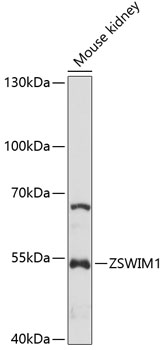 Anti-ZSWIM1 Antibody (CAB14949)