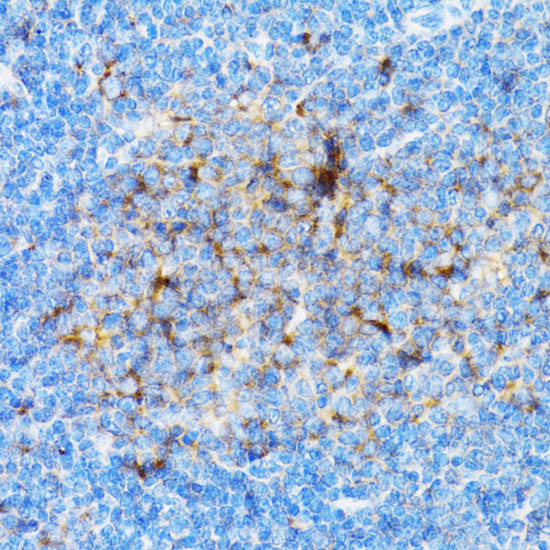 Anti-SIAH1 Antibody (CAB2494)