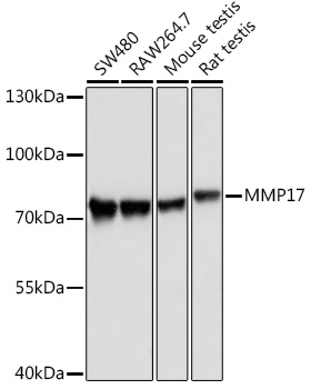 Anti-MMP17 Antibody (CAB3030)