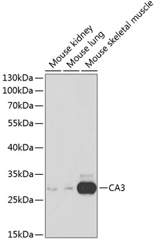 Anti-CA3 Antibody (CAB1212)