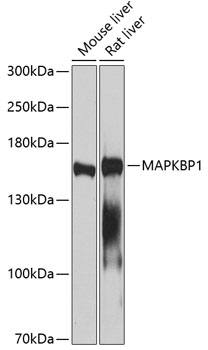 Anti-MAPKBP1 Antibody (CAB2626)