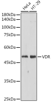 Anti-VDR Antibody (CAB11743)