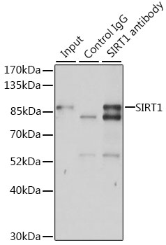 Anti-SIRT1 Antibody [KO Validated] (CAB11267)