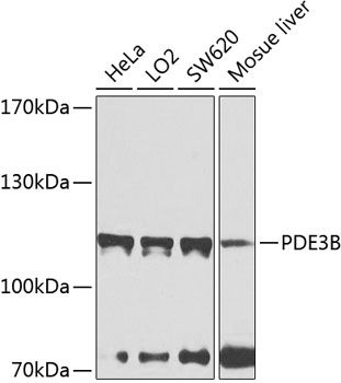 Anti-PDE3B Polyclonal Antibody (CAB8448)