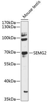 Anti-SEMG2 Antibody (CAB12878)