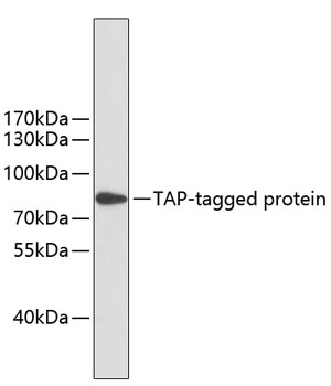 Anti-Mouse anti TAP-Tag Monoclonal Antibody (CABE021)