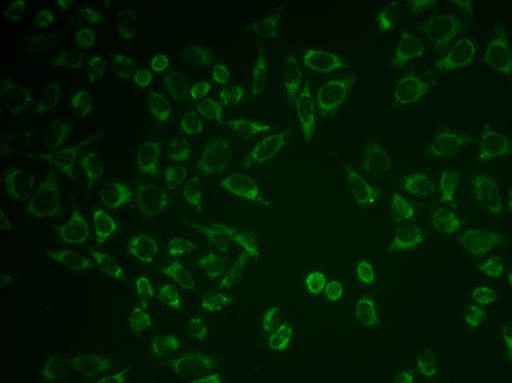 Anti-PTGER2 Antibody (CAB2914)