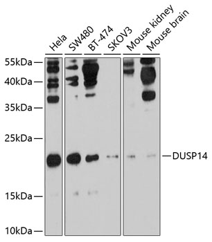 Anti-DUSP14 Antibody (CAB10287)