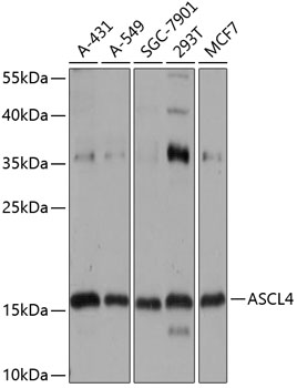 Anti-ASCL4 Antibody (CAB14439)