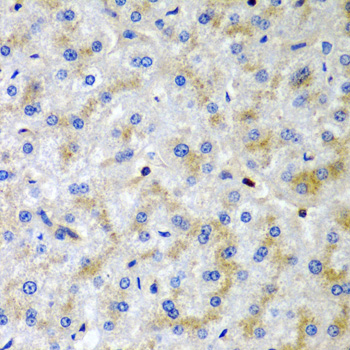 Anti-SRGN Antibody (CAB6951)