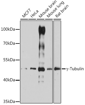 Anti-Gamma-Tubulin Antibody (CAB14554)