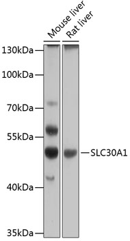 Anti-SLC30A1 Antibody (CAB12533)