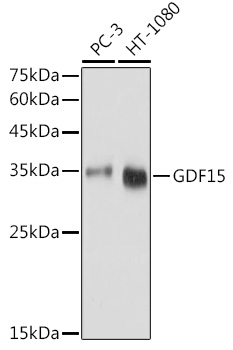 Anti-GDF15 Antibody (CAB0185)