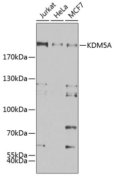 Anti-KDM5A Antibody (CAB7238)