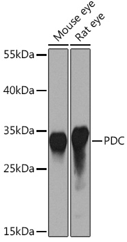 Anti-PDC Antibody (CAB14654)