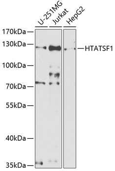 Anti-HTATSF1 Antibody (CAB5977)