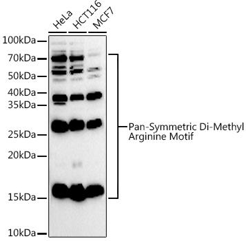 Western blot analysis of extracts of various cell lines, using Pan-Symmetric Di-Methyl Arginine Motif antibody at 1:1000 dilution. Secondary antibody: HRP Goat Anti-Rabbit IgG (H+L) at 1:10000 dilution. Lysates/proteins: 25ug per lane. Blocking buffer: 3% nonfat dry milk in TBST. Detection: ECL Basic Kit. Exposure time: 90s.