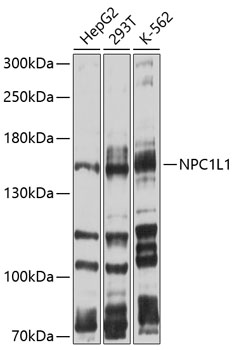 Anti-NPC1L1 Antibody (CAB10049)