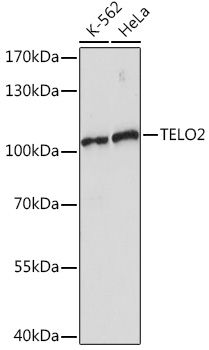 Anti-TELO2 Antibody (CAB17064)