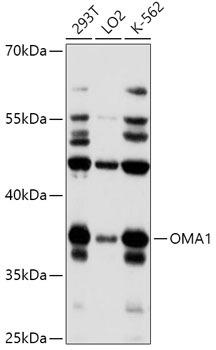 Western blot analysis of extracts of various cell lines, using OMA1 antibody at 1:1000 dilution. Secondary antibody: HRP Goat Anti-Rabbit IgG (H+L) at 1:10000 dilution. Lysates/proteins: 25ug per lane. Blocking buffer: 3% nonfat dry milk in TBST. Detection: ECL Basic Kit. Exposure time: 60s.