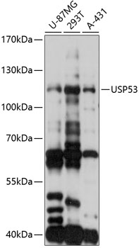 Anti-USP53 Antibody (CAB14353)