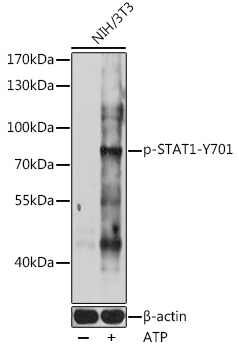 Anti-Phospho-STAT1-Y701 pAb (CABP0858)