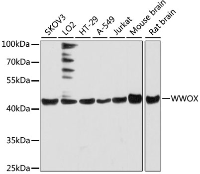 Anti-WWOX Antibody (CAB12653)