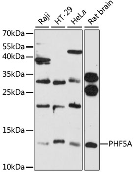 Anti-PHF5A Antibody (CAB12678)