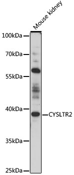 Anti-CYSLTR2 Antibody (CAB16556)