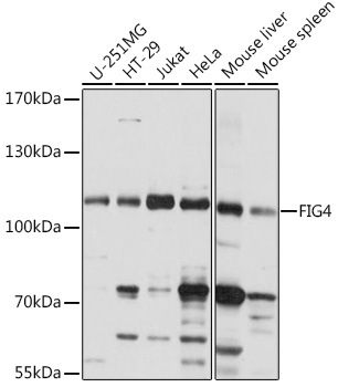 Anti-FIG4 Antibody (CAB15372)