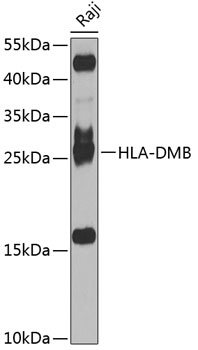 Anti-HLA-DMB Polyclonal Antibody (CAB8384)