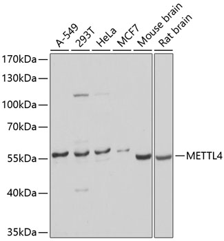 Anti-METTL4 Polyclonal Antibody (CAB9294)