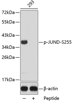 Anti-Phospho-JUND-S255 Antibody (CABP0377)