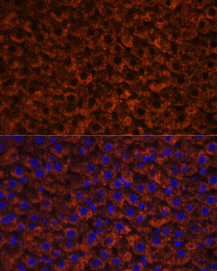 Anti-Factor IX / F9 Antibody (CAB1578)