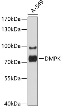 Anti-DMPK Antibody (CAB10442)