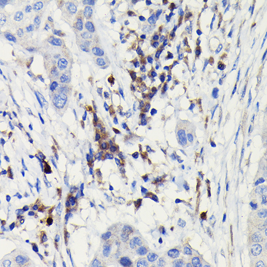 Anti-iNOS Antibody (CAB0312)