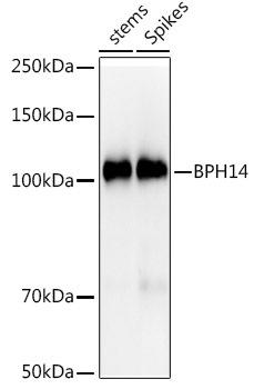 Western blot analysis of extracts of various tissues from the japonica rice (Oryza sativa L. ) variety Zhonghua 11, using BPH14 antibody at 1:1000 dilution. Secondary antibody: HRP Goat Anti-Rabbit IgG (H+L) at 1:10000 dilution. Lysates/proteins: 25ug per lane. Blocking buffer: 3% nonfat dry milk in TBST. Detection: ECL Basic Kit. Exposure time: 120s.