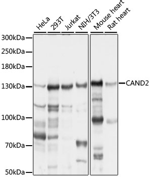 Anti-CAND2 Antibody (CAB16500)