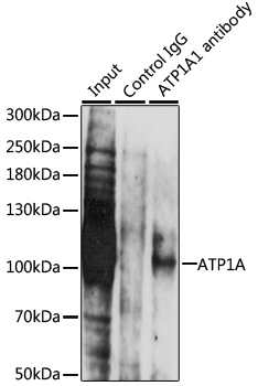 Anti-ATP1A Antibody (CAB0643)