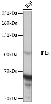 Anti-HIF1Alpha Antibody (CAB6265)