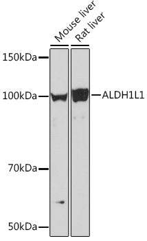 Anti-ALDH1L1 Antibody (CAB7707)