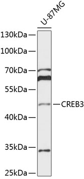 Anti-CREB3 Antibody (CAB13579)