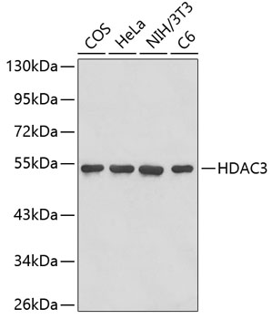 Anti-HDAC3 Mouse Monoclonal Antibody (CAB2603)