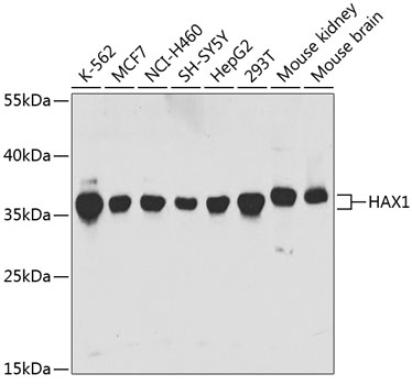 Anti-HAX1 Antibody (CAB5551)