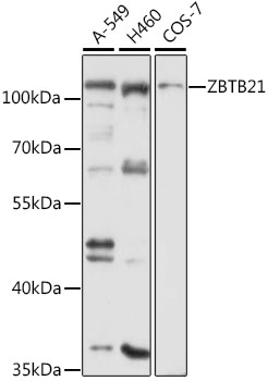 Anti-ZBTB21 Antibody (CAB12793)