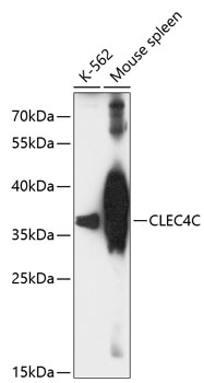 Anti-CLEC4C Antibody (CAB13702)