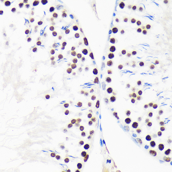 Anti-MYEF2 Antibody (CAB15829)