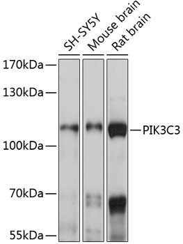 Anti-PIK3C3 Antibody (CAB12483)